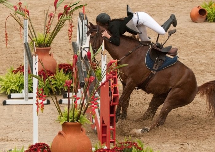 Trainings- und Wettkampfprobleme beim Pferd