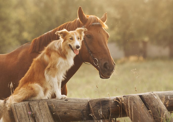 Finde und löse Energieblockaden deiner Tiere