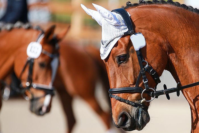 Trainings- und Wettkampfprobleme beim Pferd